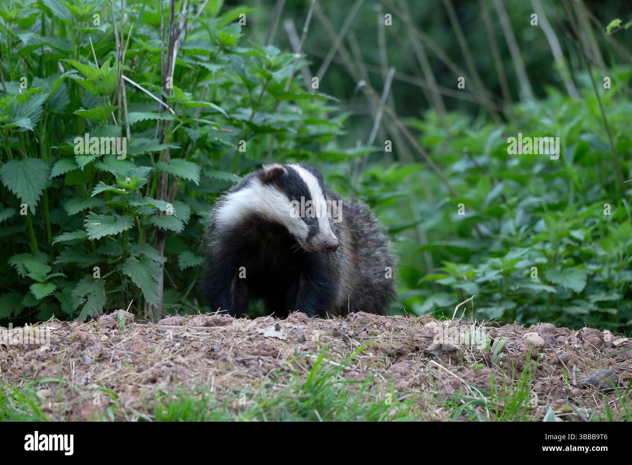 Eurasischer Dachs, Meles meles, alleinerziehendes Säugetier am Sett Entrance, Warwickshire, Mai 2025 Stockfoto