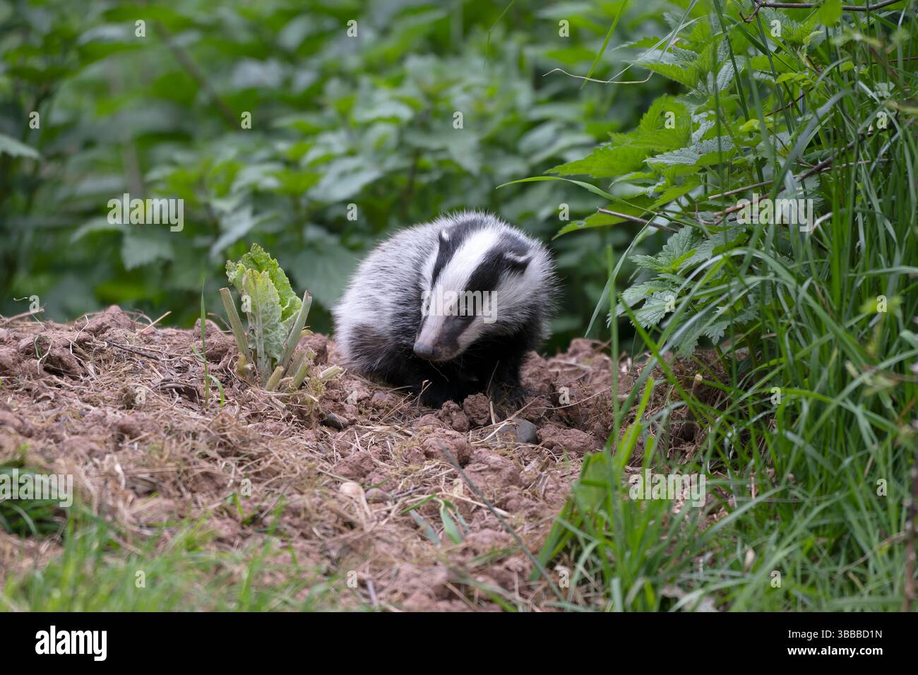 Eurasischer Dachs, Meles meles, alleinerziehendes Jungtier, Säugetier am Eingang der Anlage, Warwickshire, Mai 2025 Stockfoto