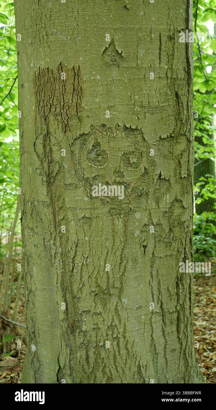 Baumrinde mit alten Schnitzereien – Narben des Lebens. Alte Schnitzereien in Rinde erzählen Geschichten. Der Baum trägt Narben für das Leben. Platz für Texte. Stockfoto