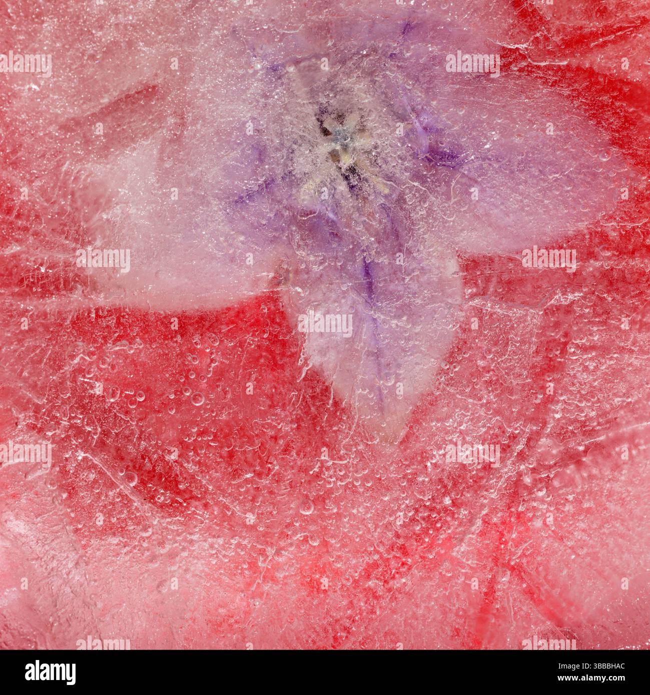 Pflanzen, die innerhalb eines Eisblocks gefroren sind, Luftblasenstruktur Stockfoto