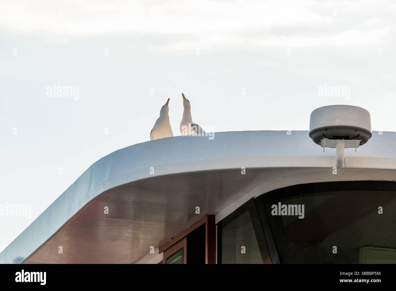 Möwen sitzen auf dem Dach des Yachtr, Möwen im urbanen Raum heller Tag Stockfoto