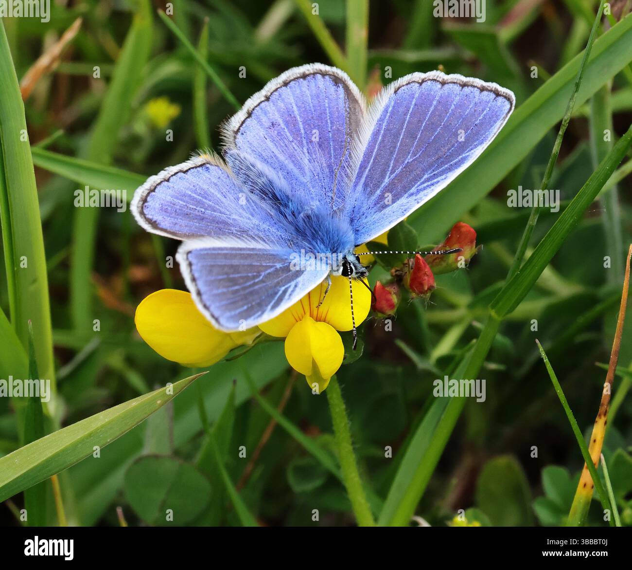 Ein männlicher gemeiner Blauer Schmetterling (Polyommatus icarus) auf einer Vogelfuß-Trefoil-Pflanze in einem höheren Verwaltungsschema-Grünland. Gloucestershire Vereinigtes Königreich Stockfoto