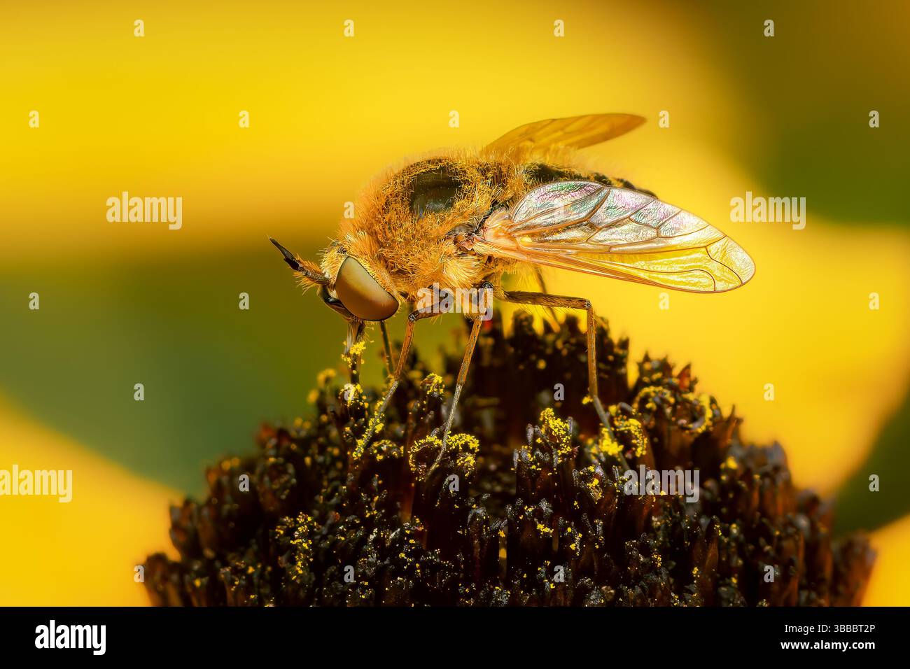 Sparnopolius confusus diptera aus der Familie der Bombyliidae bestäubt eine gelbe Rudbeckia-Blume in meinem Garten mit verschwommenem Hintergrund und Kopierraum Stockfoto