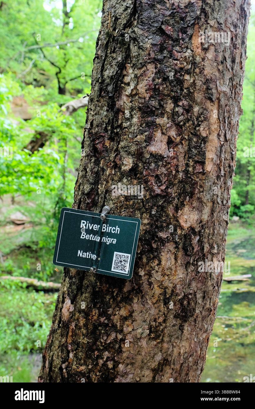 Betula nigra oder schwarzer Birkenbaum im Frühjahr mit Metallschild und QR-Code für Besucher der Belle Isle, die nach weiteren Informationen suchen; Richmond, Virginia. Stockfoto