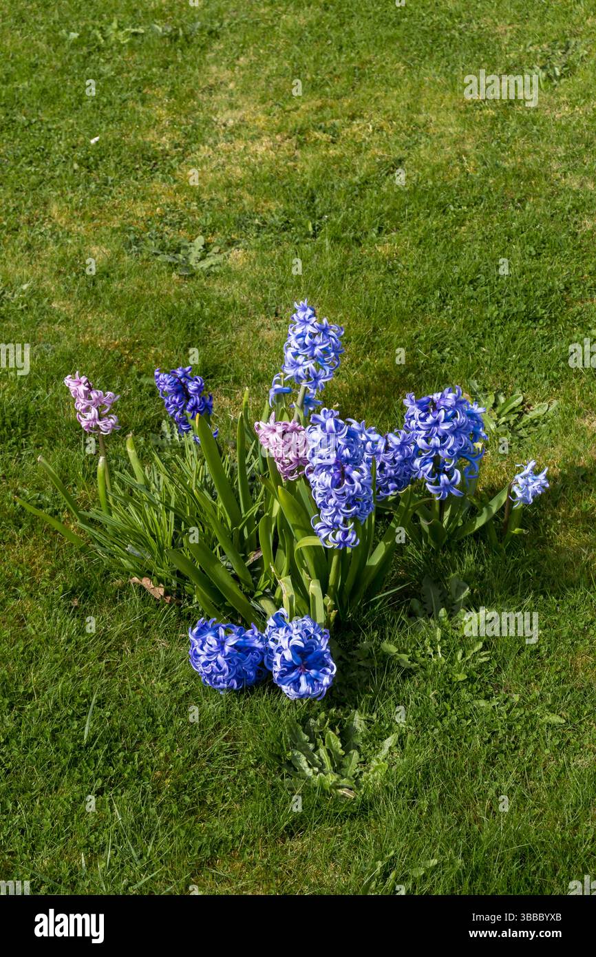 Delfter Blaue Hyazinthen wachsen im Rasen Stockfoto