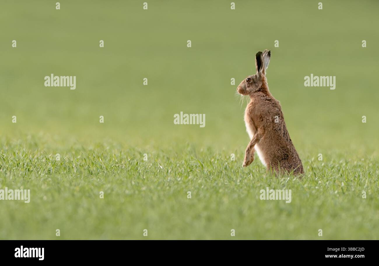 Braunhase (Lepus europaeus), Warnung und aufrecht sitzend, Norfolk Stockfoto
