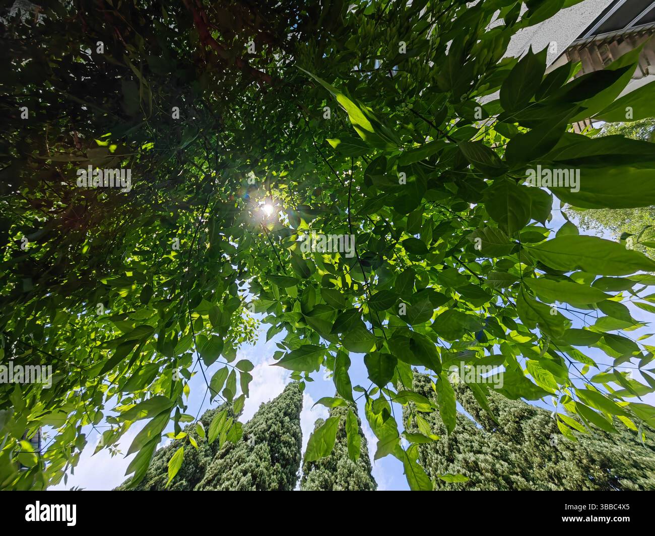 Frühlingslicht – Sonnenstrahlen Durch Das Grüne Vordach Stockfoto