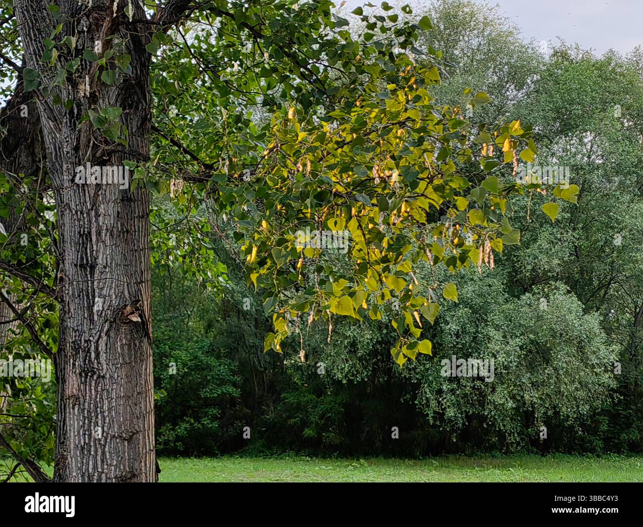 Sonnenuntergangslicht auf alten Ästen. Stockfoto
