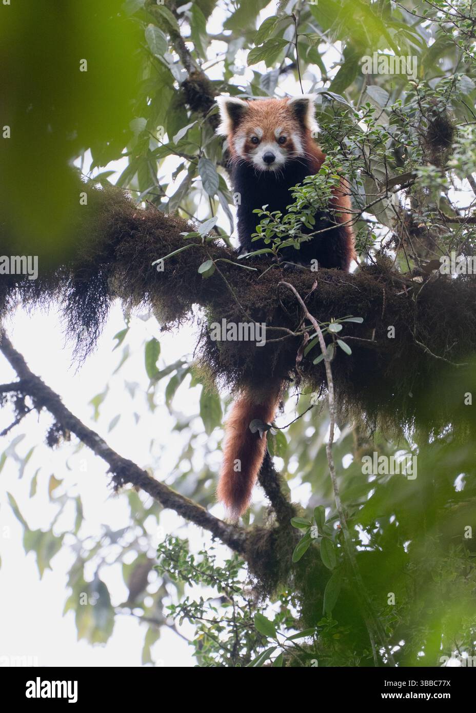 Roter Panda in Nebelwäldern – ideal für redaktionelle oder pädagogische Zwecke. Stockfoto
