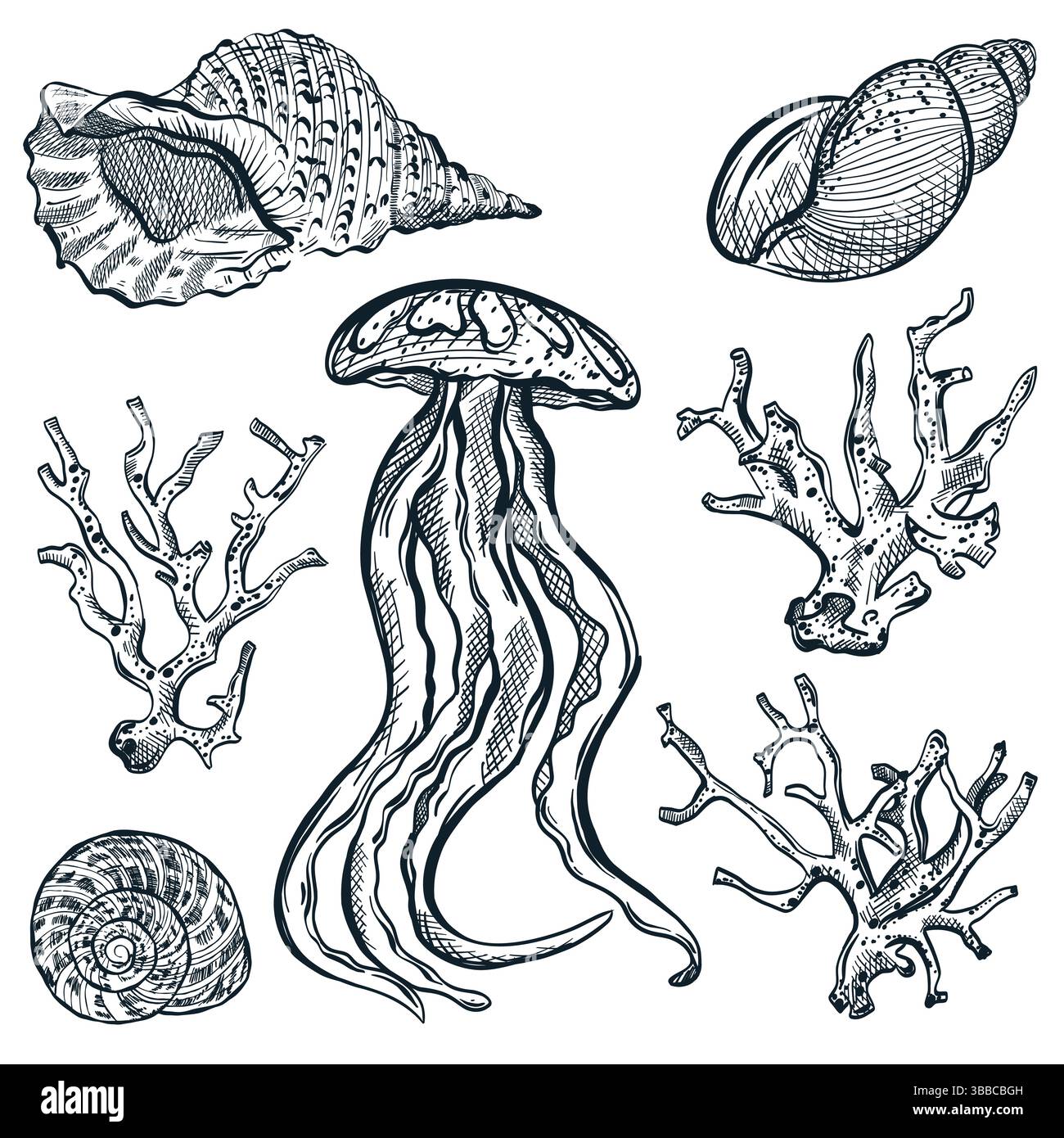Set aus Ikonen und Designelementen für das Leben im Ozean. Quallen, Muscheln und Korallen isoliert auf weißem Hintergrund. Vektor handgezeichnete Skizze Illustration von se Stock Vektor