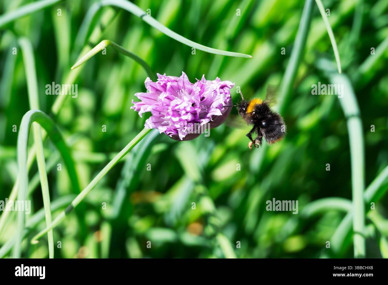 Eine Hummel wird mitten im Flug gefangen, während sie sich einer leuchtenden violetten Schnittlauchblume nähert. Die Biene sucht wahrscheinlich Nektar und Pollen Stockfoto