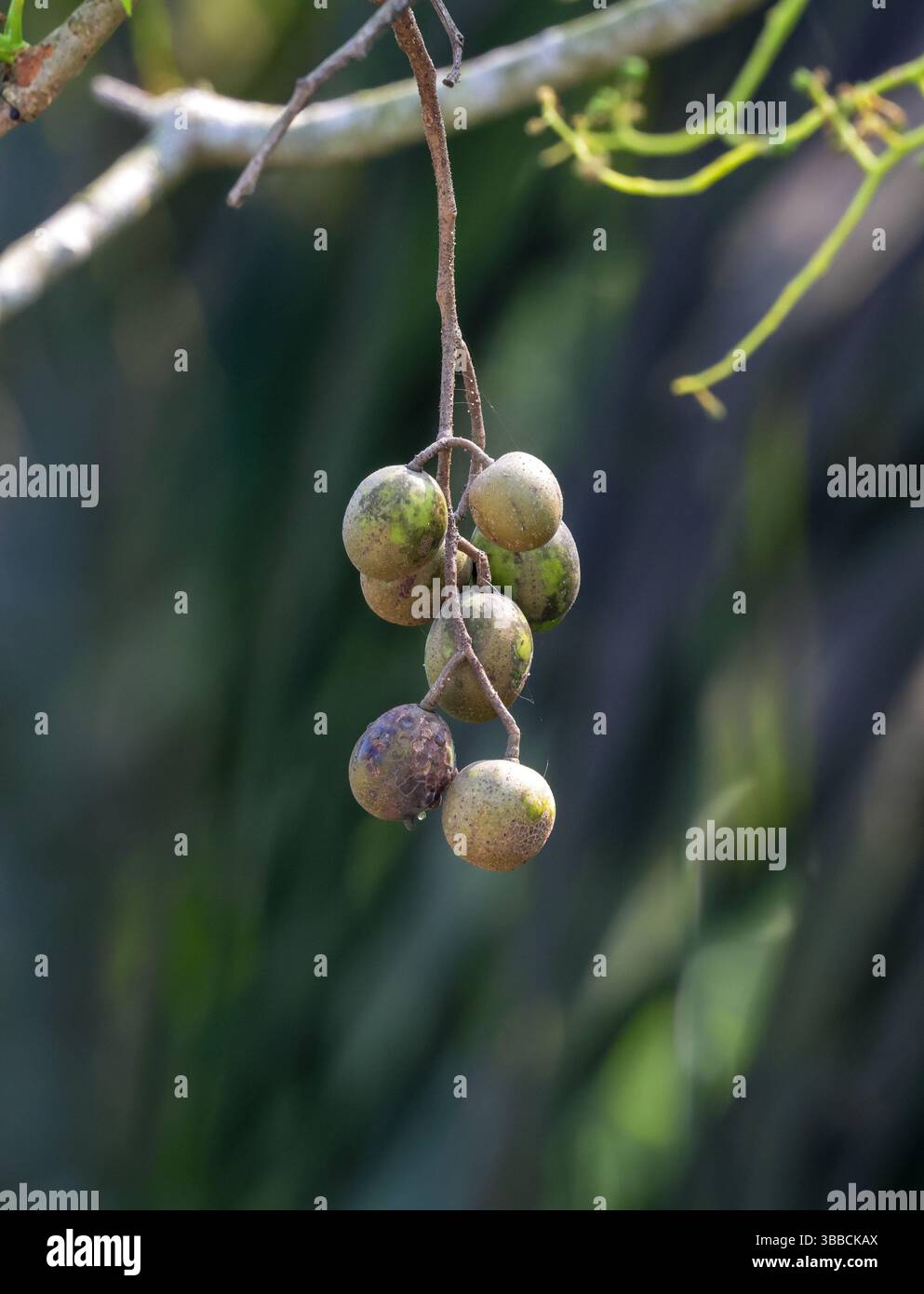 Die Pflaumen sind klein bis mittelgroß, durchschnittlich 9 bis 10 Zentimeter lang und wachsen in hängenden Gruppen von bis zu zwölf Früchten. Stockfoto