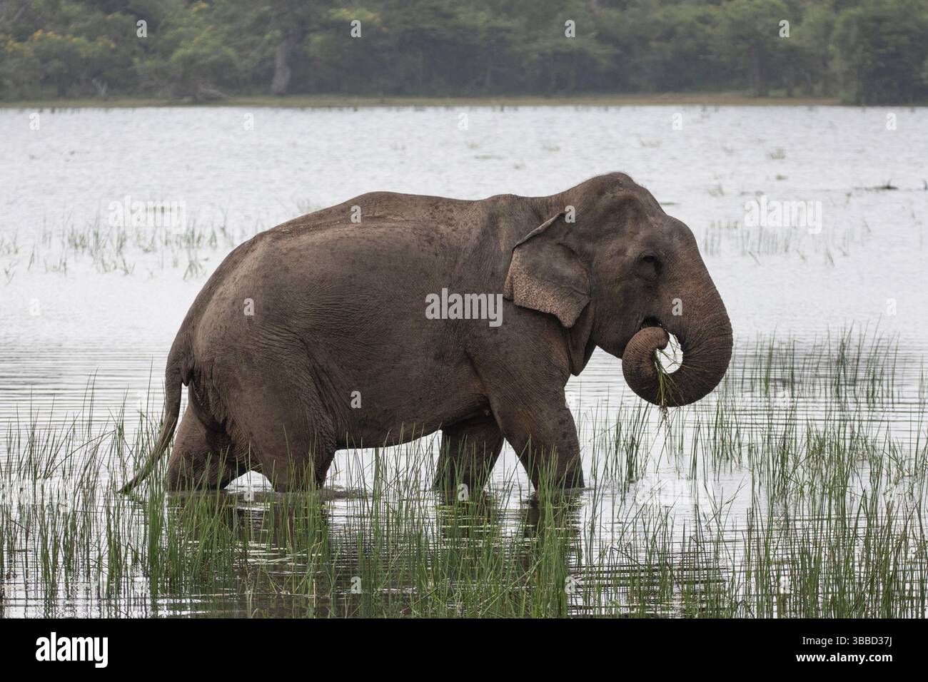 Ein einsamer asiatischer Elefant spaziert durch das flache Wasser eines Sees im Kumana Nationalpark, Sri Lanka. Stockfoto