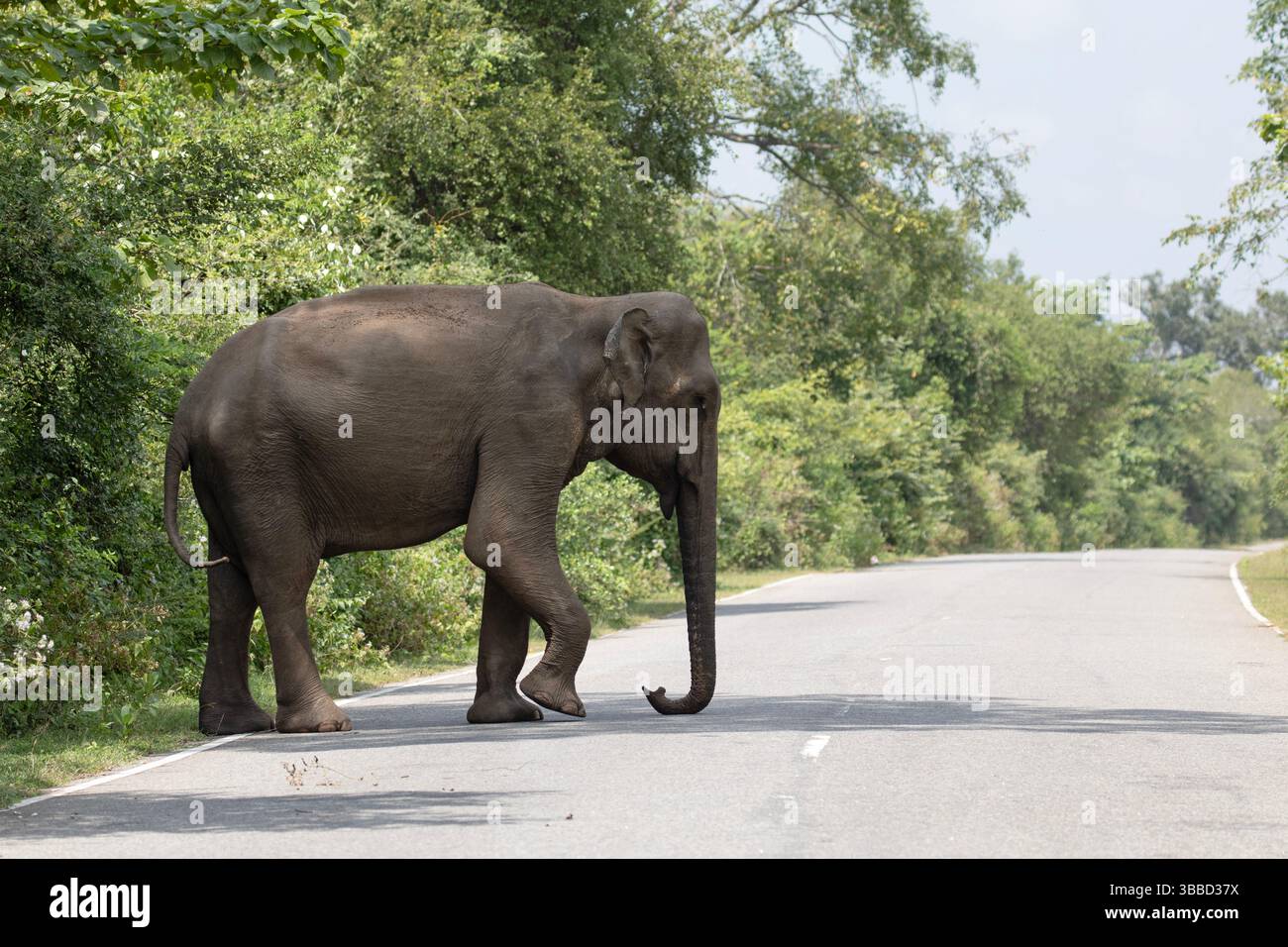 Ein einsamer wilder Elefant geht über die Hauptstraße, die einen Dschungel in Sri Lanka trennt. Stockfoto