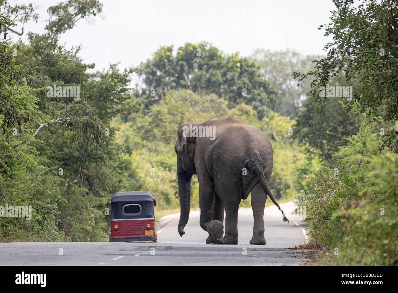 Ein Elefant verlangt ein Tuk-Tuk mit Touristen, die ihm zu nahe gekommen sind. Stockfoto