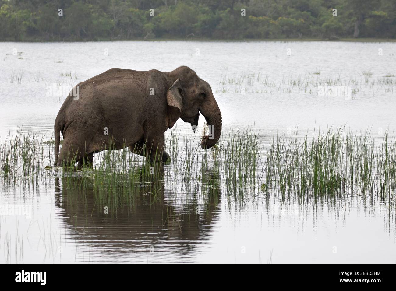 Ein einsamer asiatischer Elefant spaziert durch das flache Wasser eines Sees im Kumana Nationalpark, Sri Lanka. Stockfoto