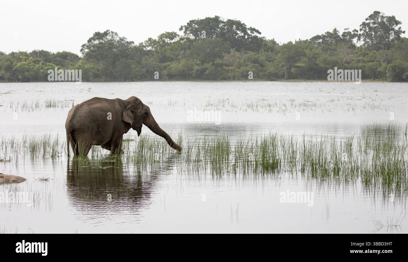 Ein einsamer asiatischer Elefant spaziert durch das flache Wasser eines Sees im Kumana Nationalpark, Sri Lanka. Stockfoto