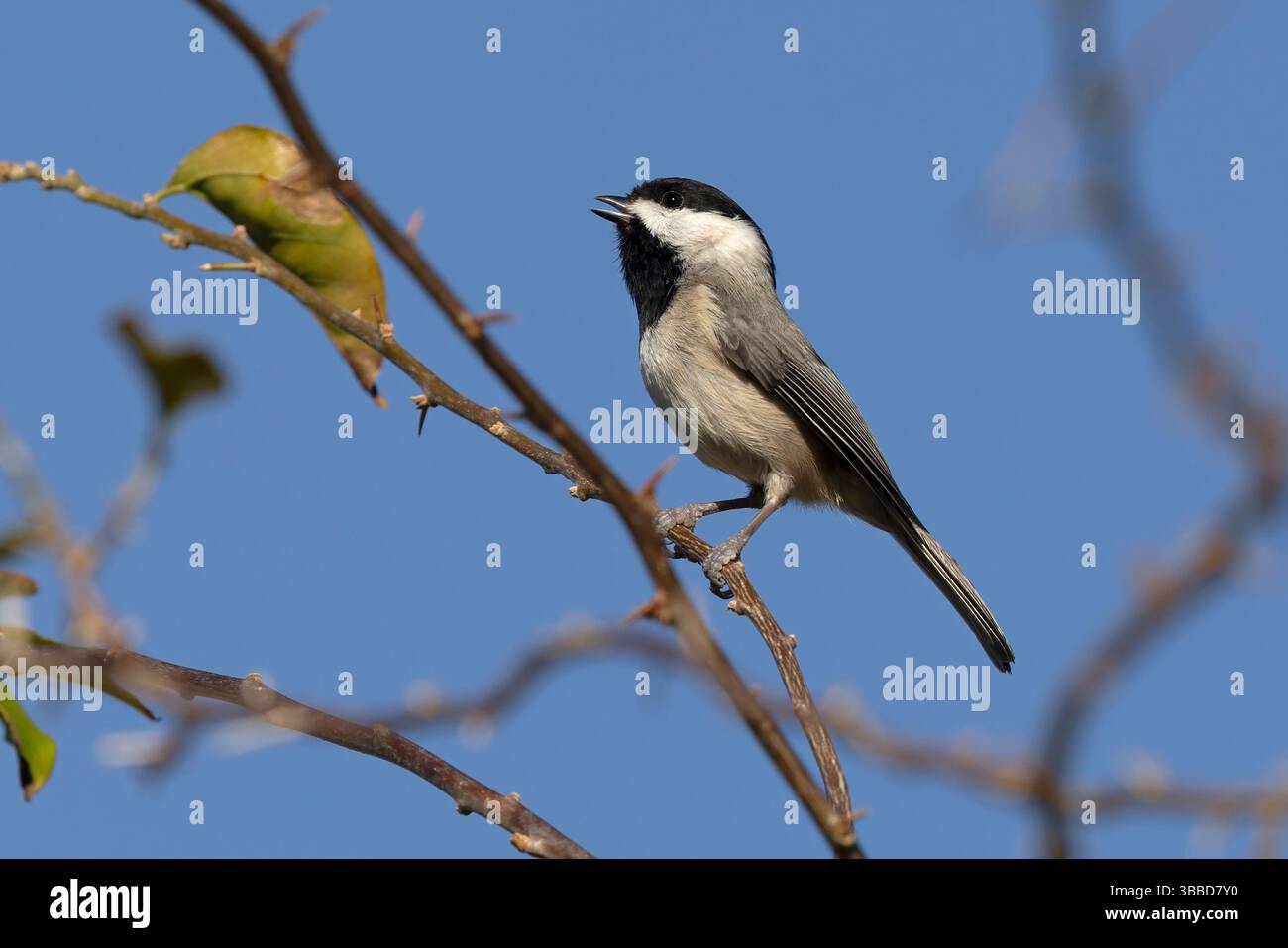 Carolina Chickadee, Griffin Stormwater Park, Lake County, Florida, USA, März 2024 Stockfoto