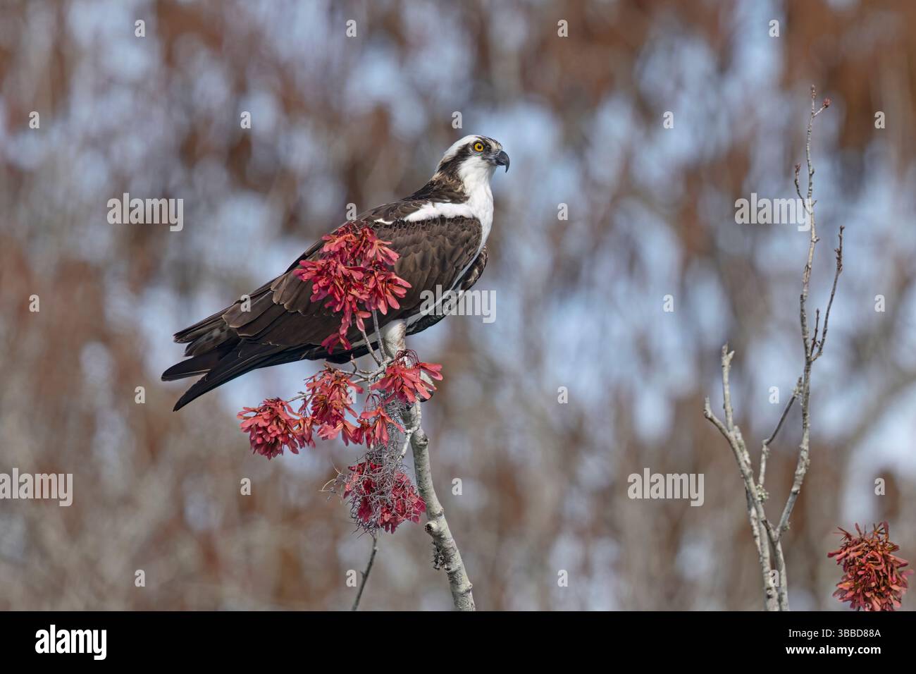 Osprey, Dead River Bridge, Lake County, Florida, USA, März 2024 Stockfoto
