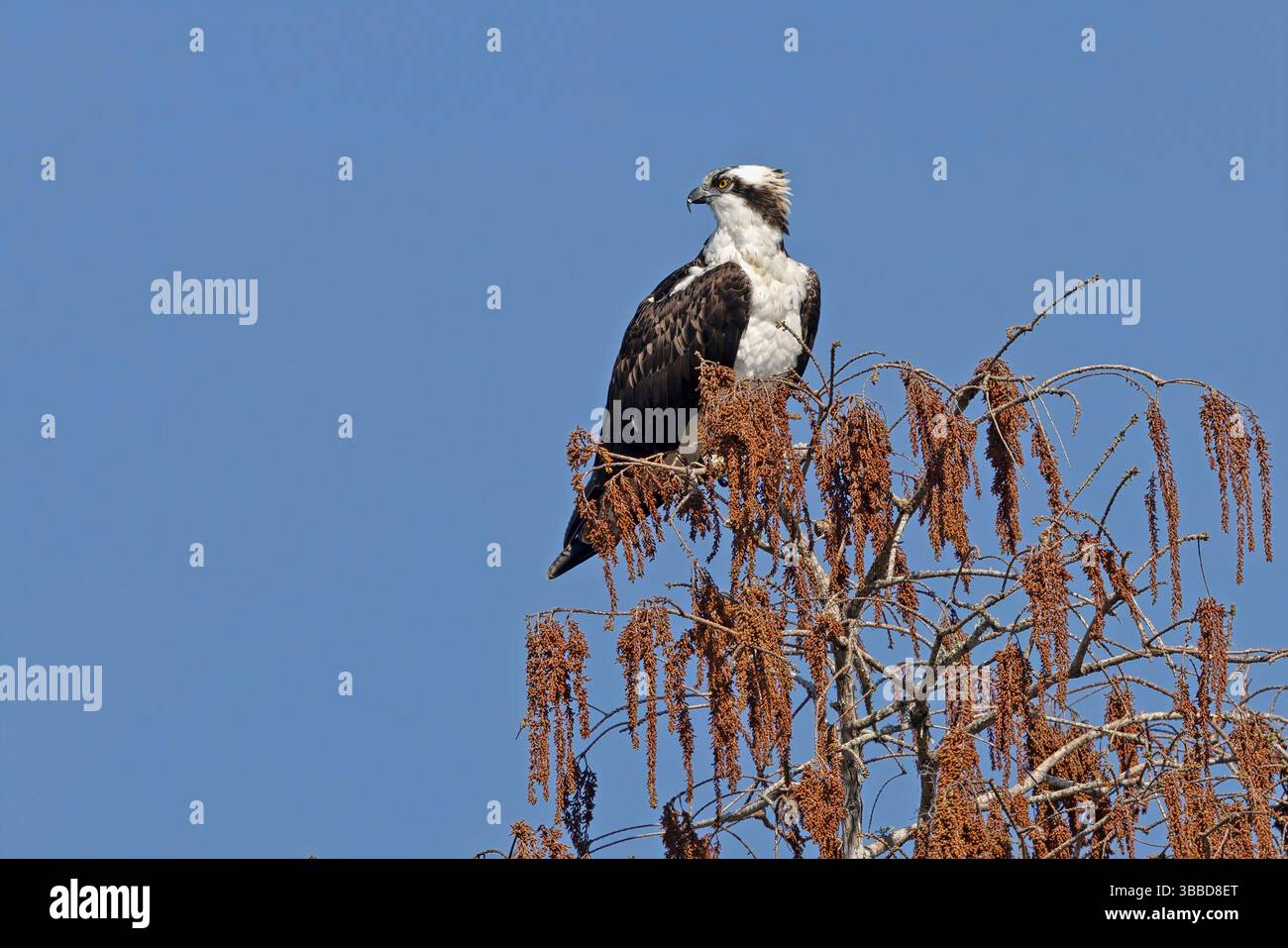 Osprey, Dead River Bridge, Lake County, Florida, USA, März 2024 Stockfoto
