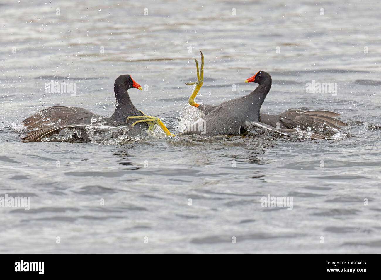 Common Gallinule, Lake Apopka, Florida, USA, Februar 2024 Stockfoto