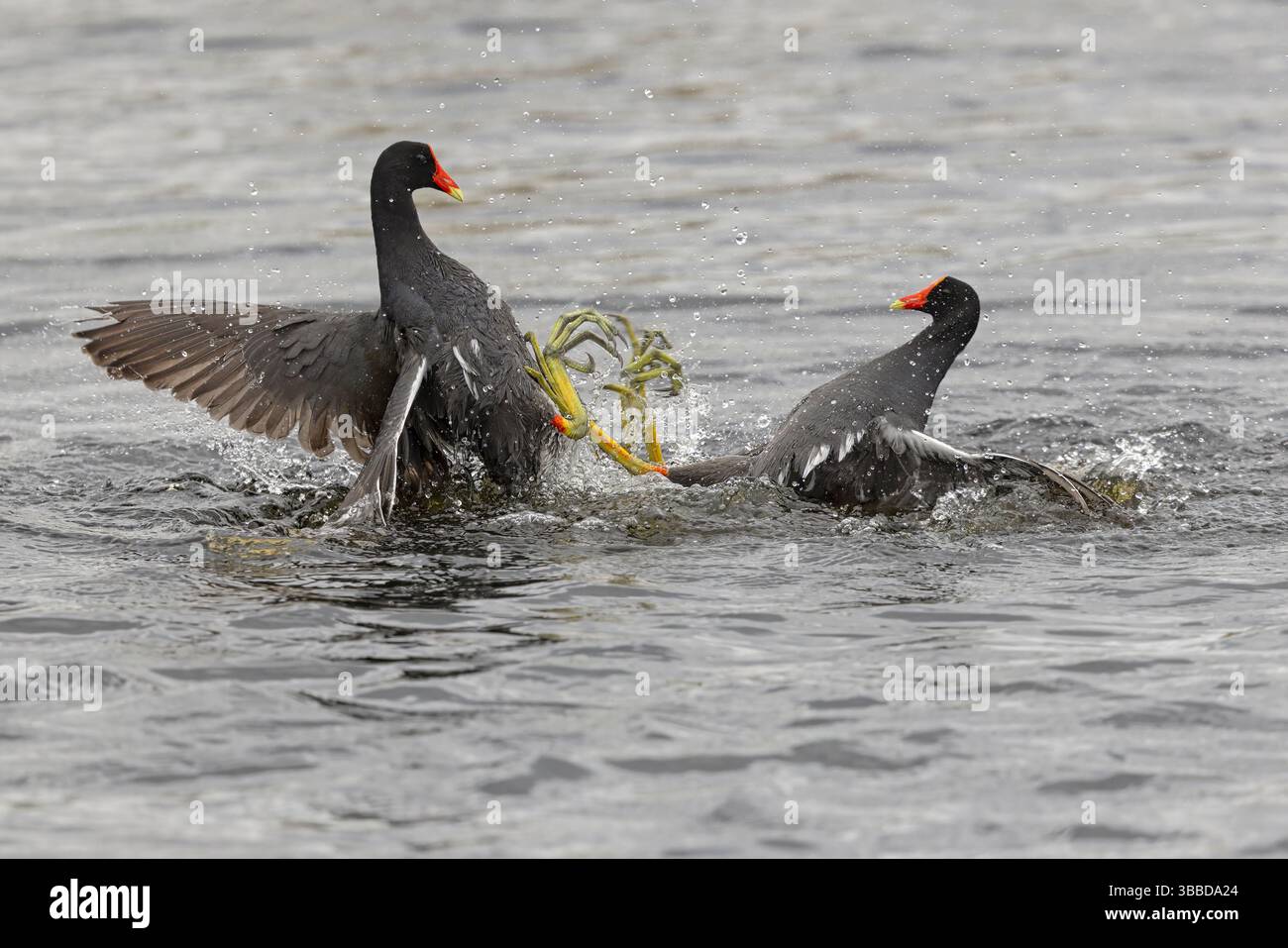 Common Gallinule, Lake Apopka, Florida, USA, Februar 2024 Stockfoto