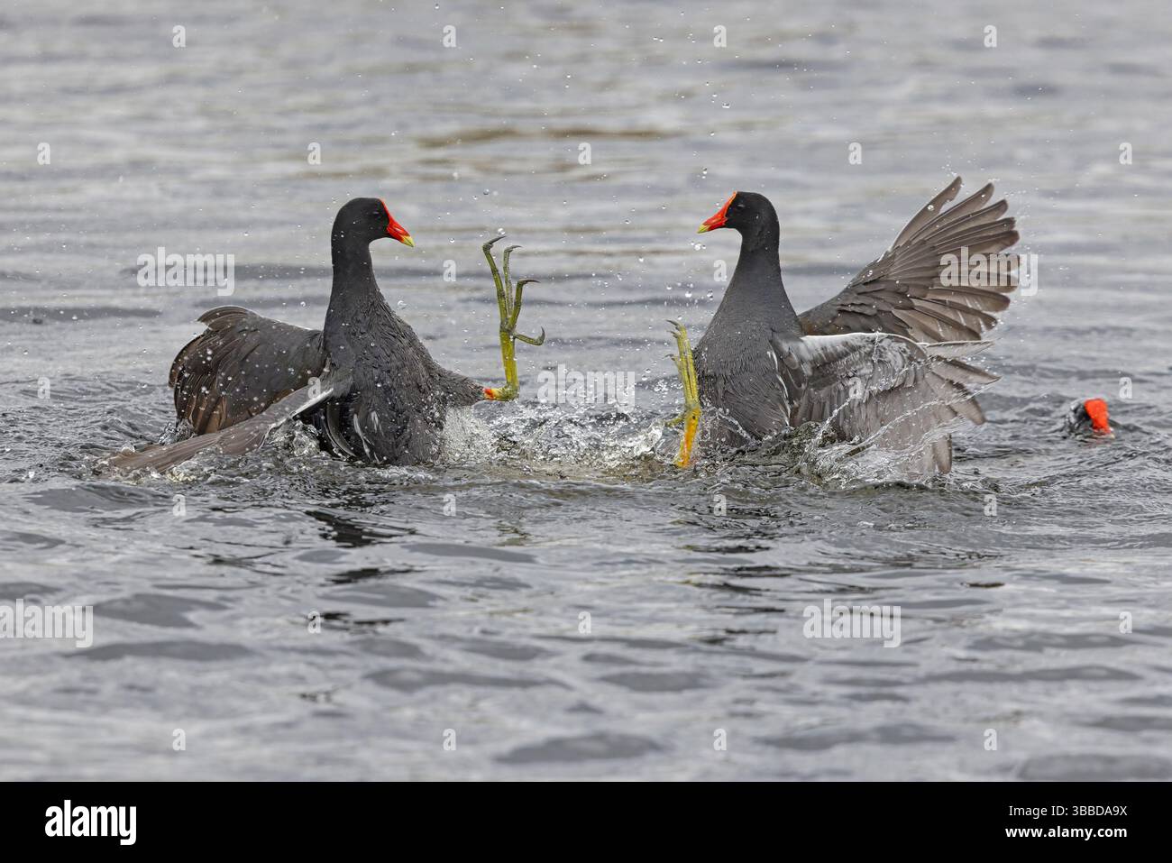 Common Gallinule, Lake Apopka, Florida, USA, Februar 2024 Stockfoto