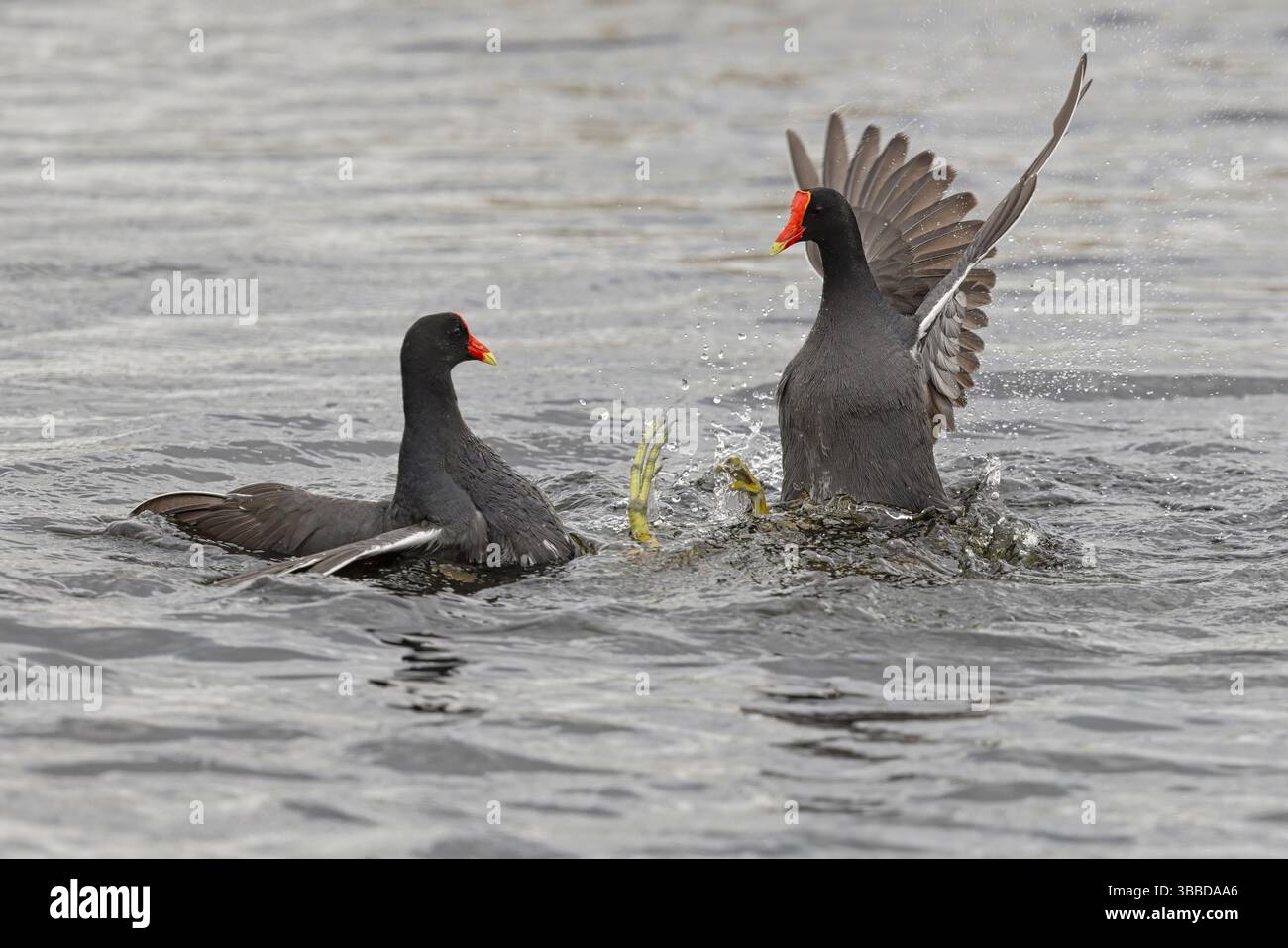 Common Gallinule, Lake Apopka, Florida, USA, Februar 2024 Stockfoto