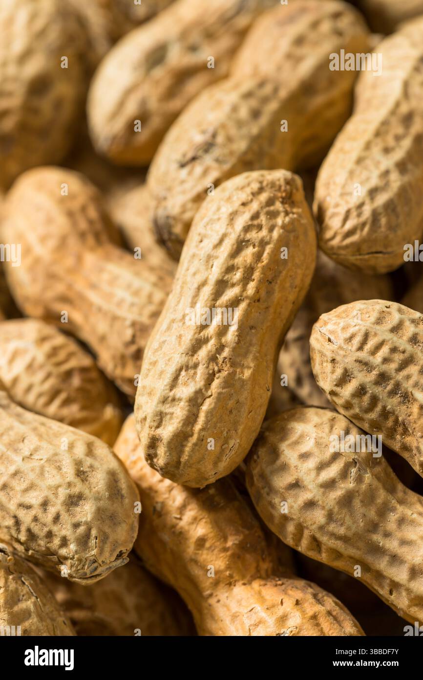Rohe, ungeschälte Bio-Erdnüsse in der Schale, verzehrfertig Stockfoto