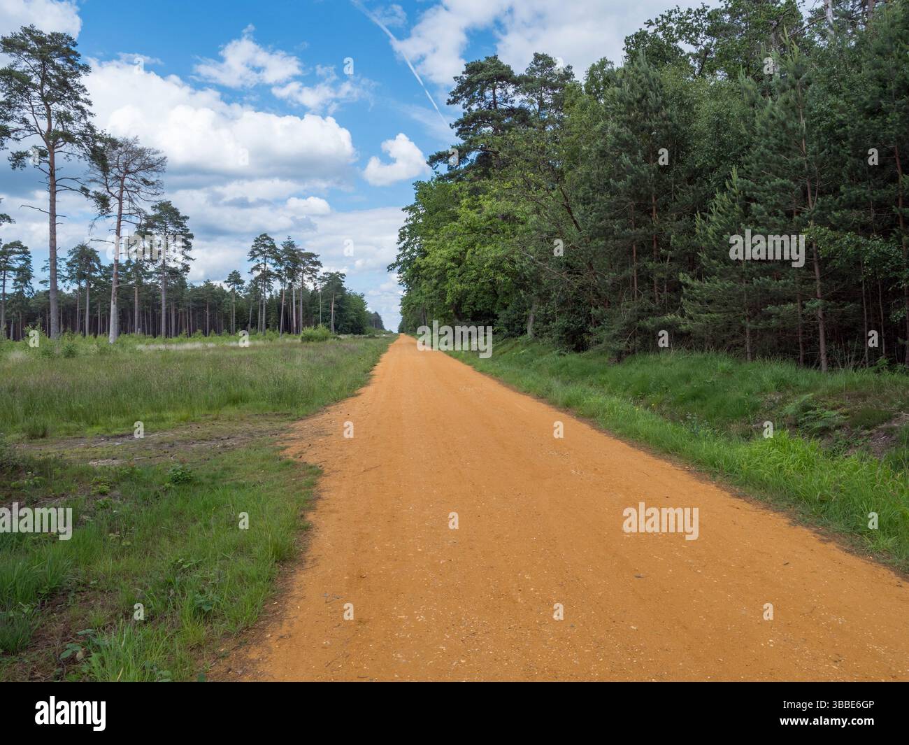 Allgemeine Ansicht des breiten Fußwegs in Swinley Forest, Windlesham, Berkshire, Großbritannien. Stockfoto