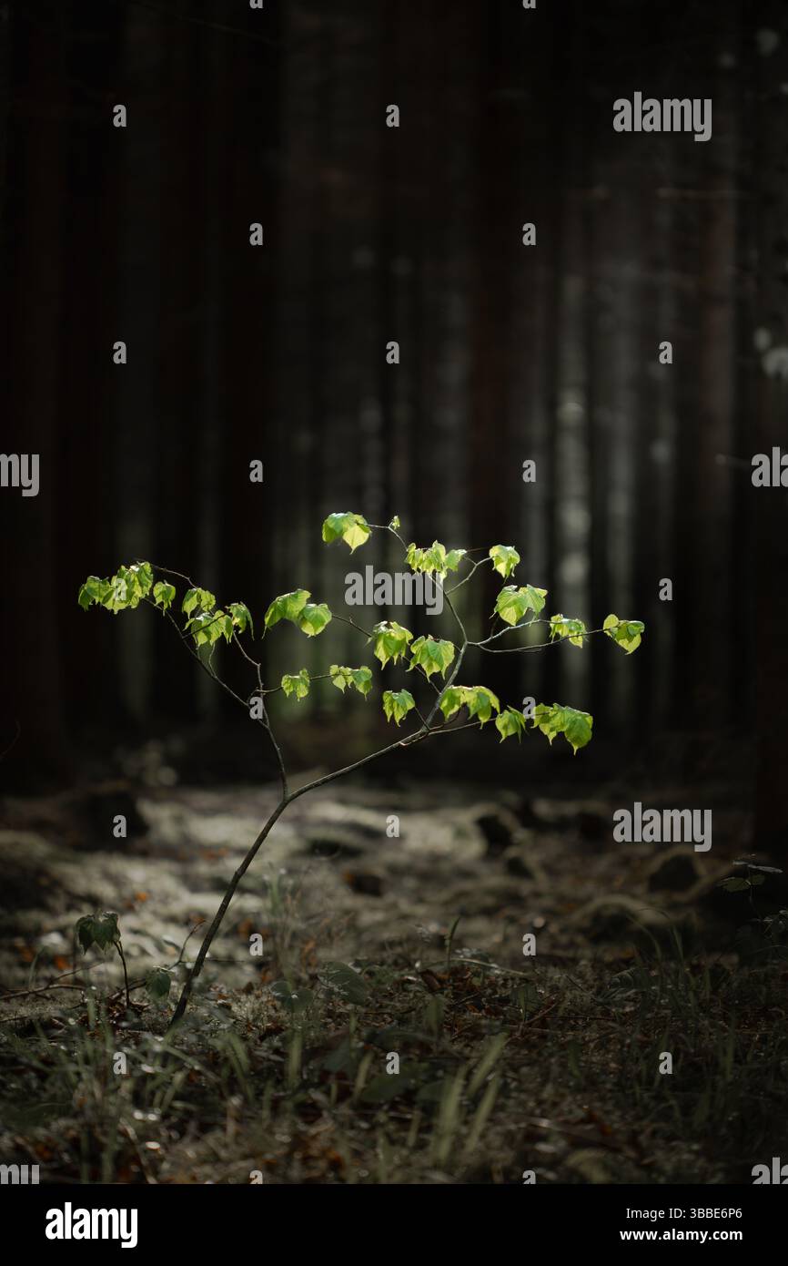 Ein zarter Setzling mit frischen grünen Blättern steht allein in einem dunklen, ruhigen Wald, der von einem sanften Sonnenstrahl beleuchtet wird. Stockfoto