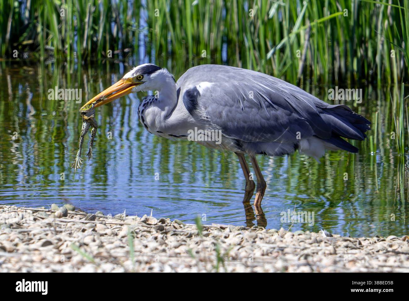 Graureiher (Ardea cinerea) im Teich mit gefangenem Sumpffrosch im Frühjahr Stockfoto