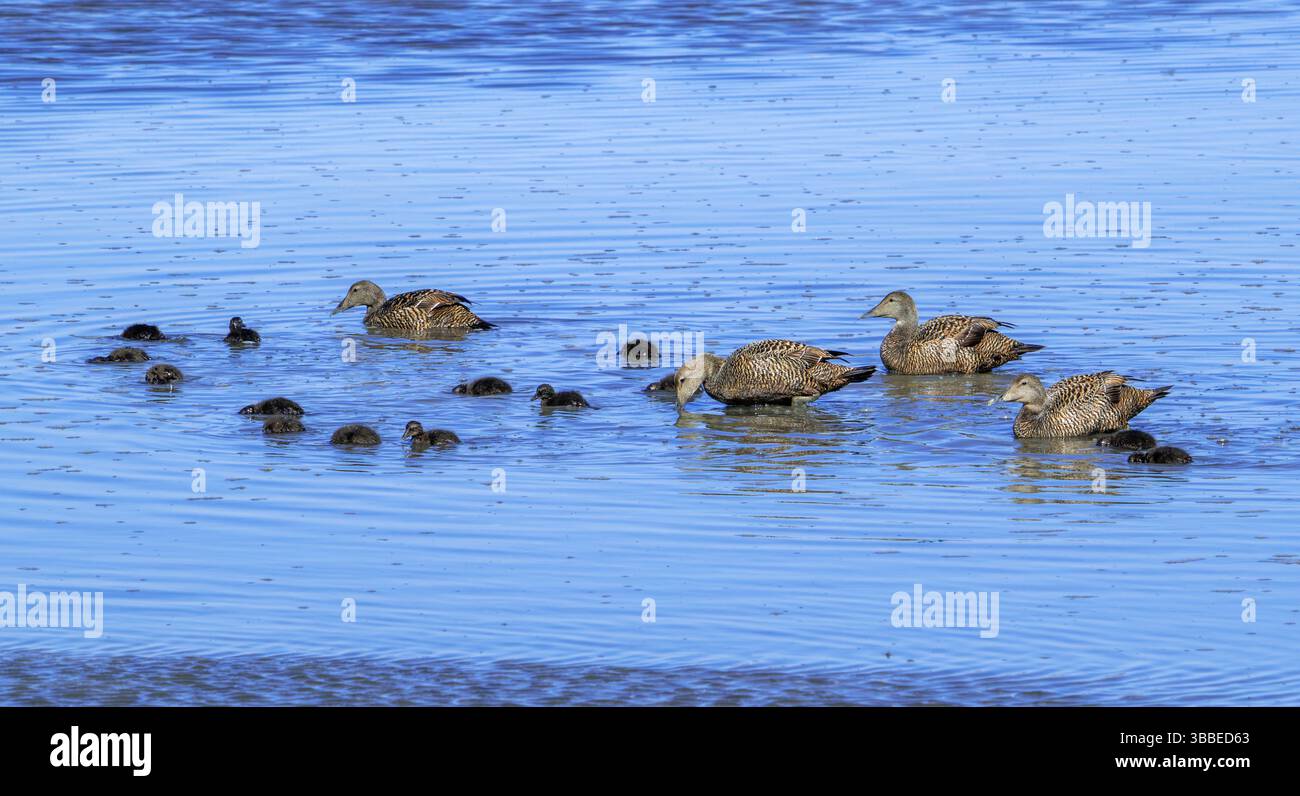 Kinderkrippe von gewöhnlichen Eiderenten (Somateria mollissima), die sich im Frühjahr an der Nordseeküste mit Enten ernähren Stockfoto