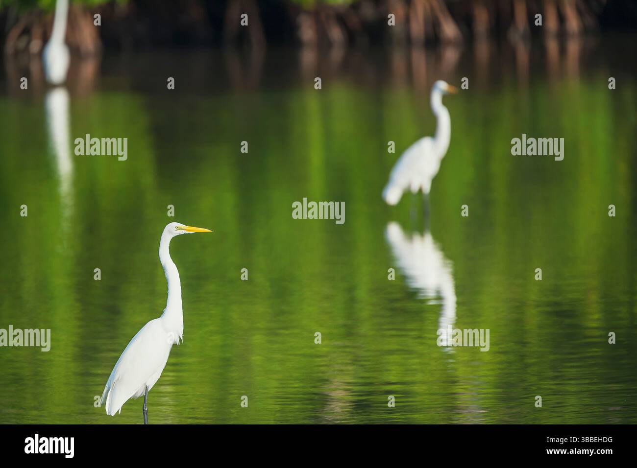 Große Weißreiher (Ardea alba) auf der Suche nach Nahrung, Sanibel Island, J.N. Ding Darling National Wildlife Refuge, Florida, USA Stockfoto