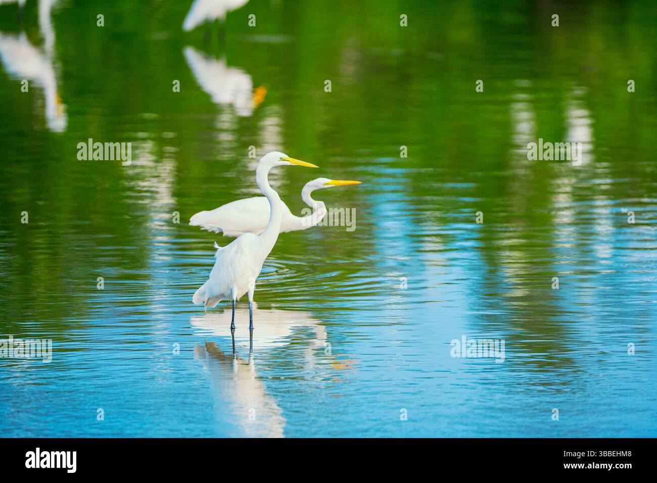 Große Weißreiher (Ardea alba) auf der Suche nach Nahrung, Sanibel Island, J.N. Ding Darling National Wildlife Refuge, Florida, USA Stockfoto