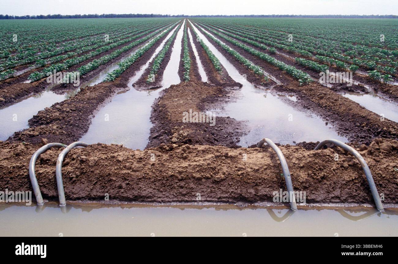 Bewässerungsgebiet des Ord River in der Nähe von kununurra, Western Australia. Stockfoto