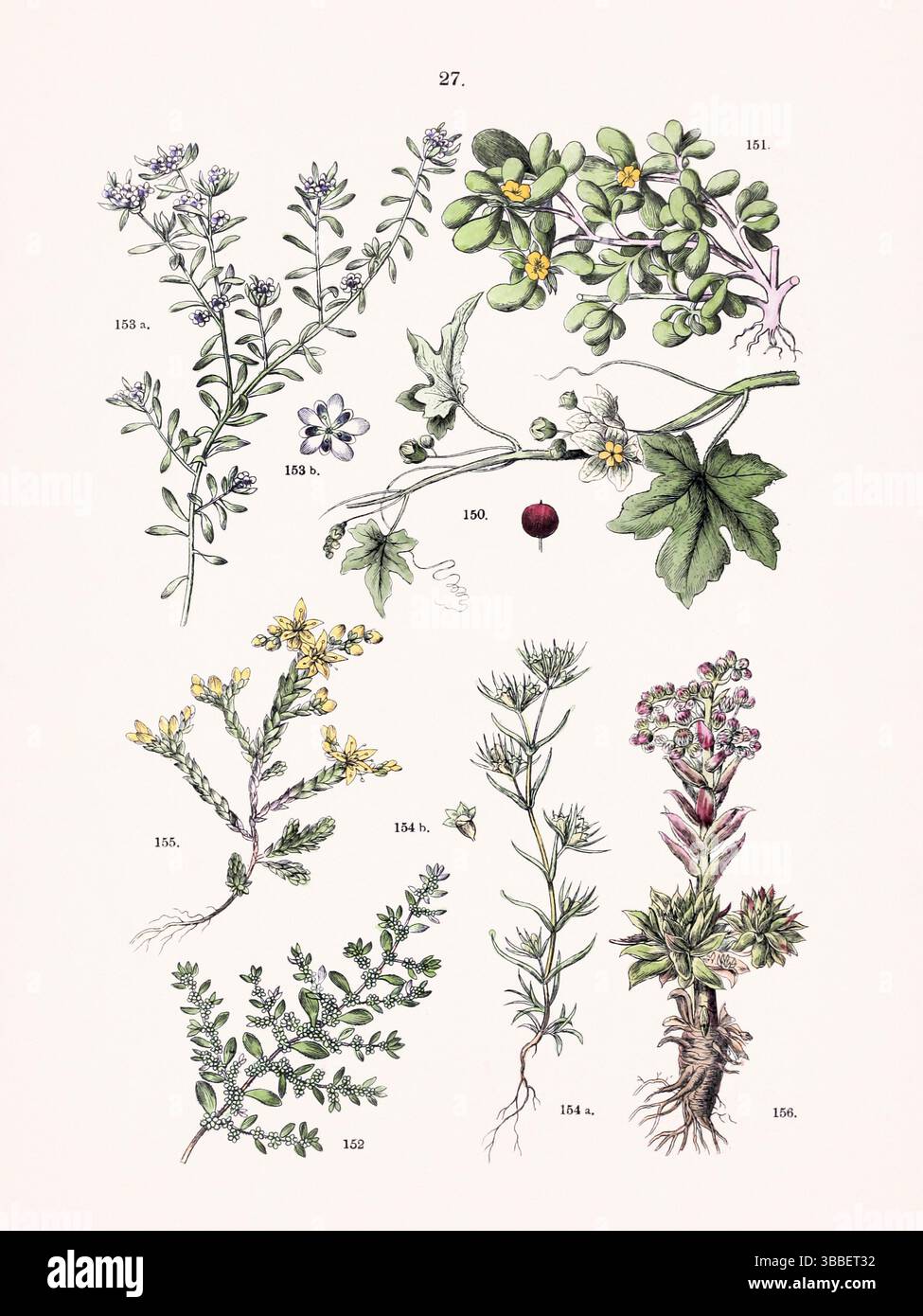 Antike botanische Illustration aus einem deutschen Pflanzenatlas. Um 1884: Bryonia - Portulaca oleracea - Herniaria glabra - Corrigiola littoralis - Scleranthus annuus - Sedum acre - Sempervivum tectorum Stockfoto