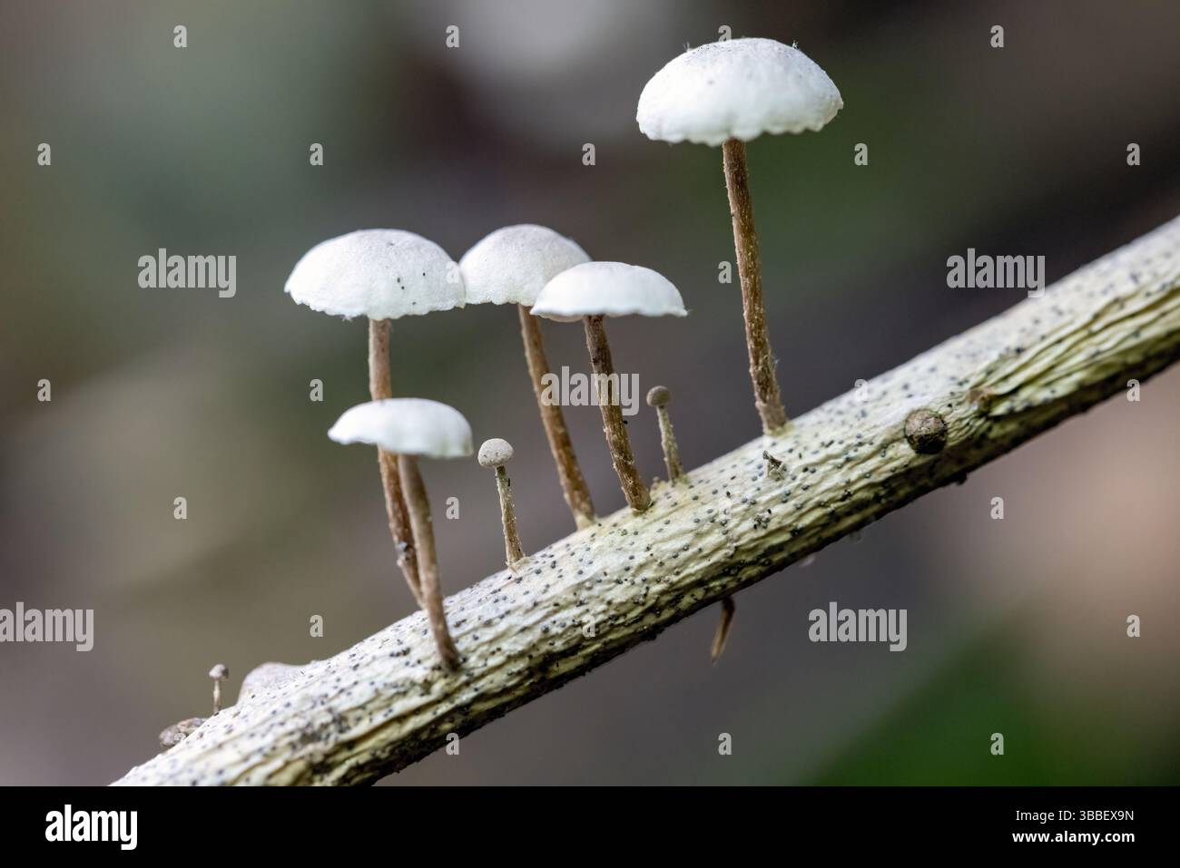Nahaufnahme kleiner weißer Pilze (Marasmius sp.) Wächst auf Baumzweigen - Pisgah National Forest, in der Nähe von Brevard, North Carolina, USA Stockfoto