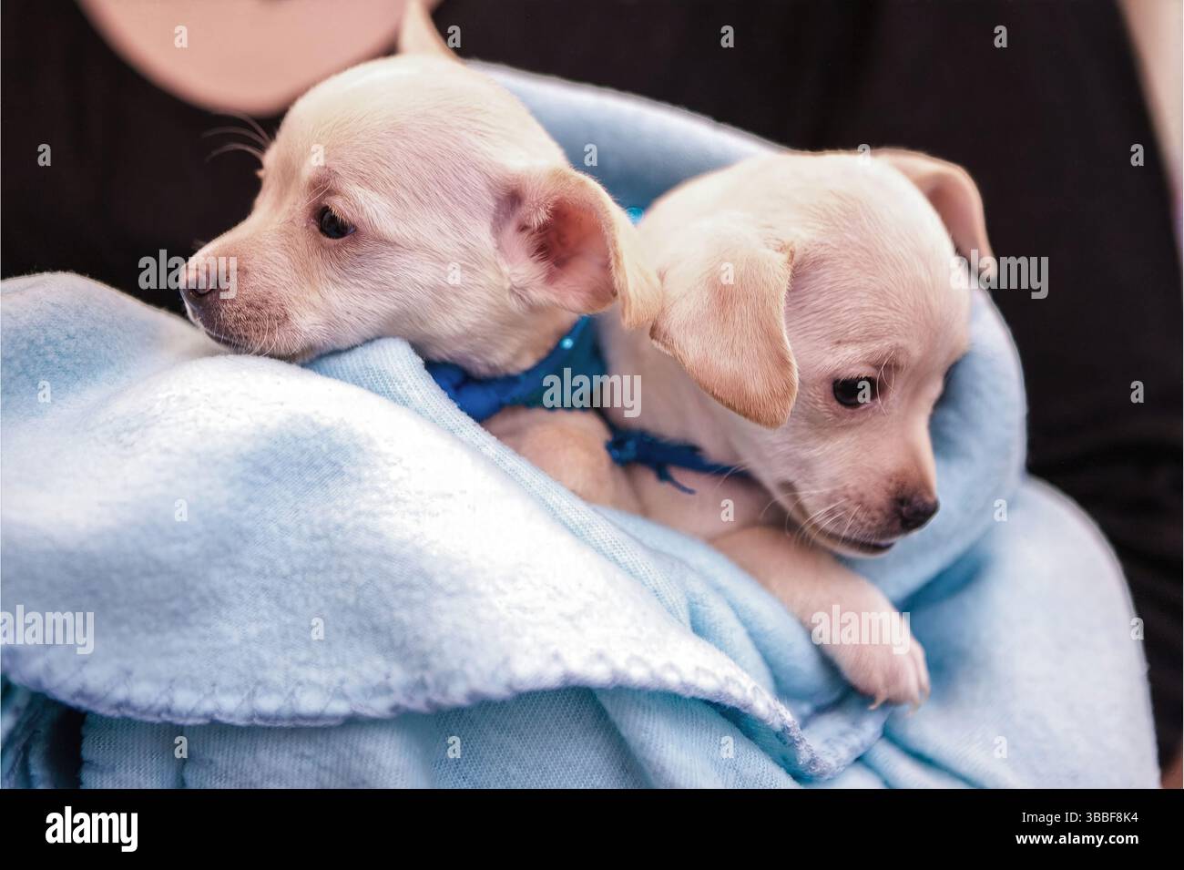 Zwei Creme-chihuahua-Welpen ruhen zusammen in einer weichen blauen Fleecedecke während der Zufuhr des Tierhauses, Kalifornien, USA, Mai 2025 Stockfoto