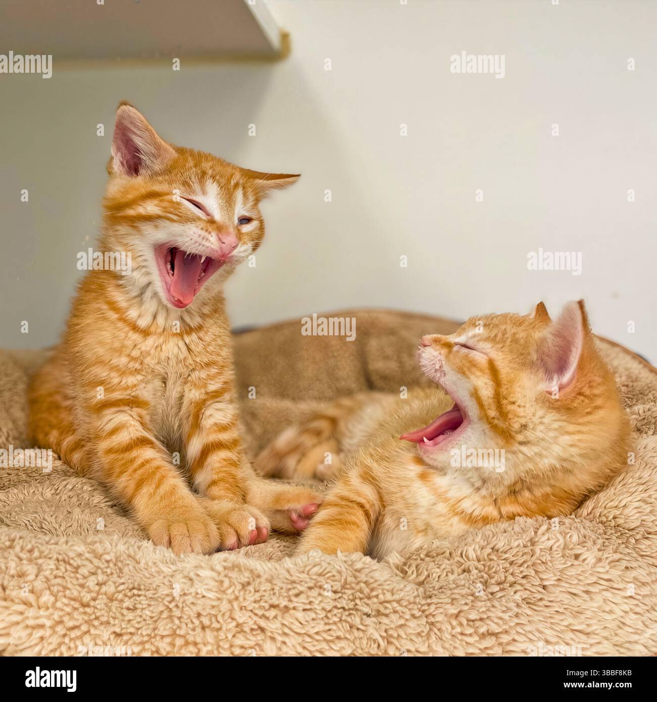 Bonded orange Tabby Kätzchen teilen sich ein synchronisiertes Gähnen, während sie in einem flauschigen Schutzbett ruhen, Kalifornien, USA, Mai 2025 Stockfoto