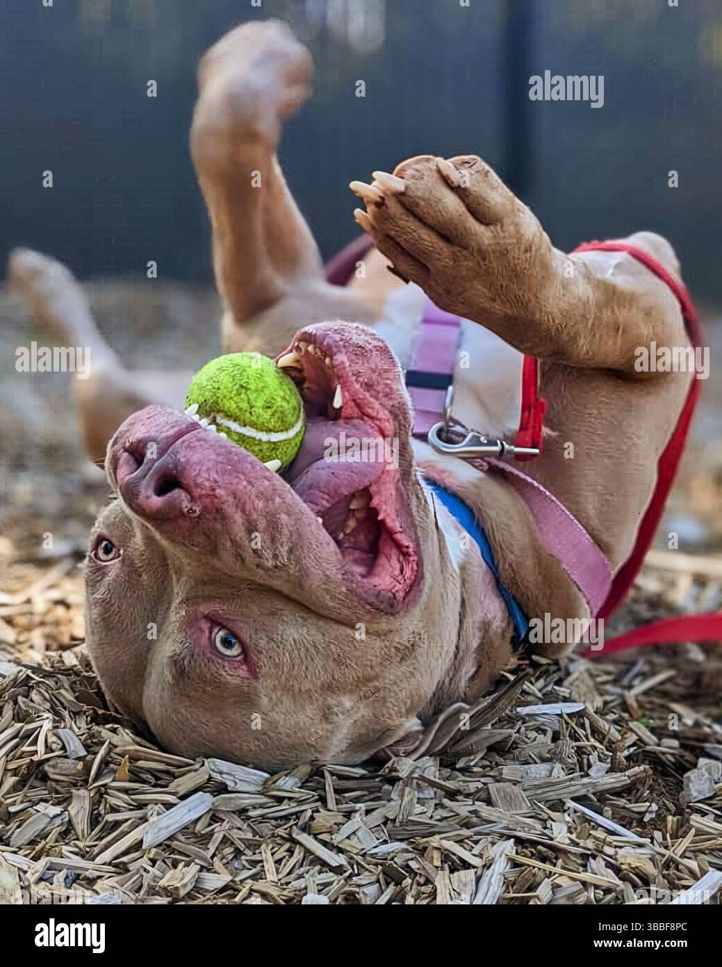 Pit Bull Mix spielt mit einem Tennisball, während er auf dem Kopf in einem Tierheim, Wood Chip Ground Visible, Kalifornien, USA, Mai 2025 Stockfoto