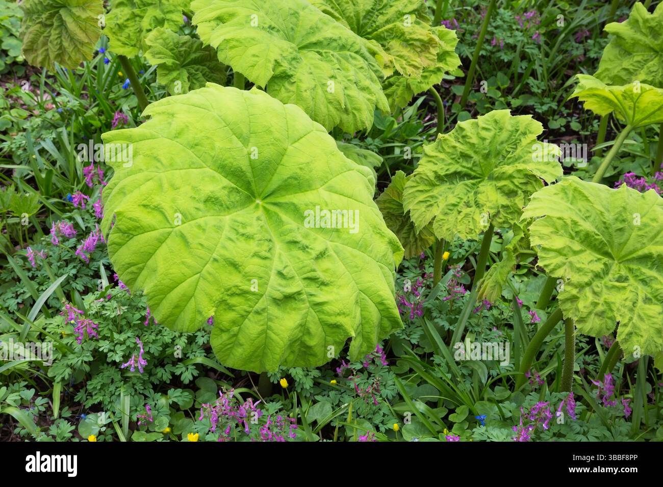 Astilboides tabularis in der Grenze von rosa Lathyrus vernus - Frühlingsvetchling-Blüten im Frühling. Stockfoto