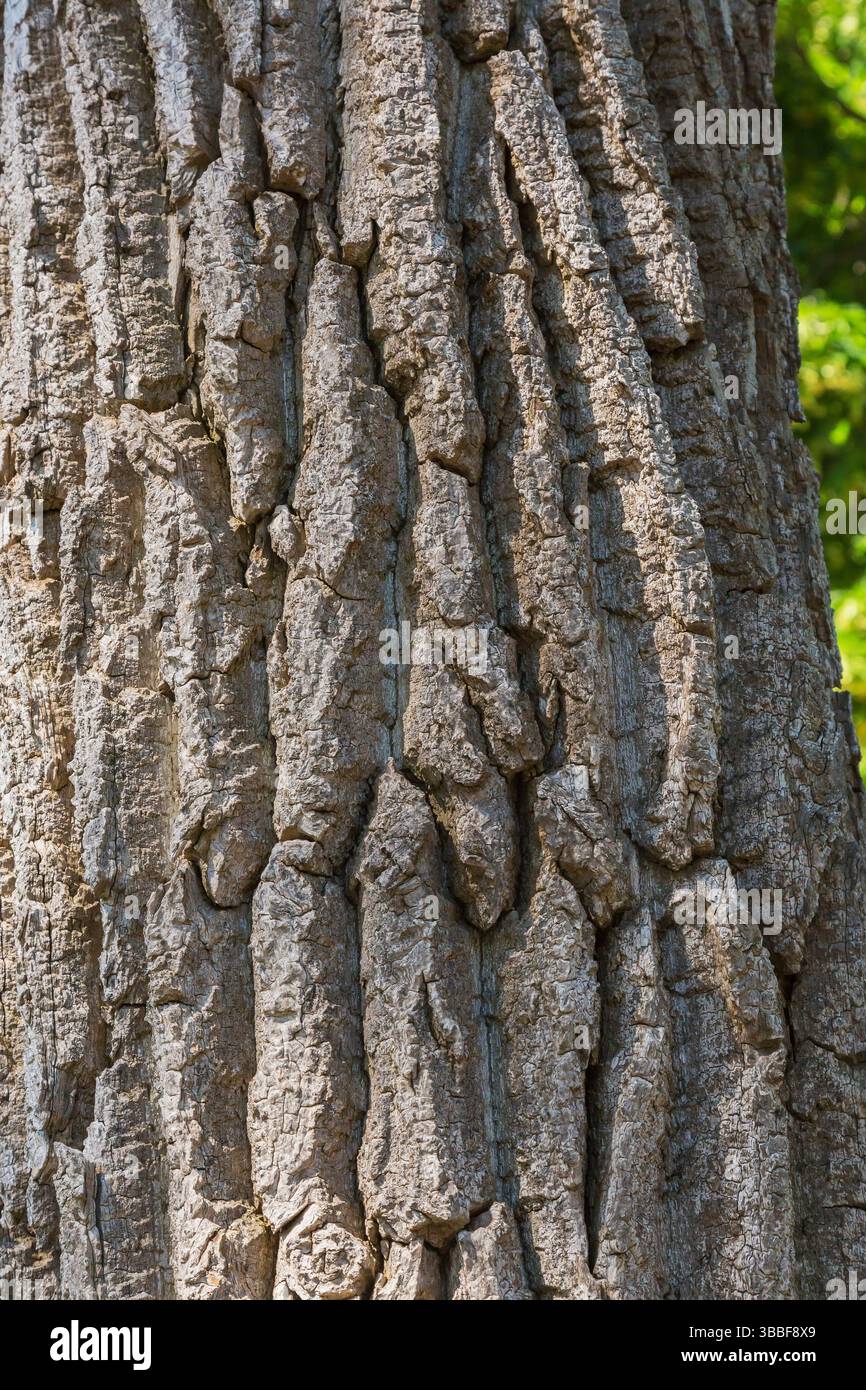 Nahaufnahme von Populus deltoides - Östliches Cottonwood-Pappelbaum-Stammrinde. Stockfoto