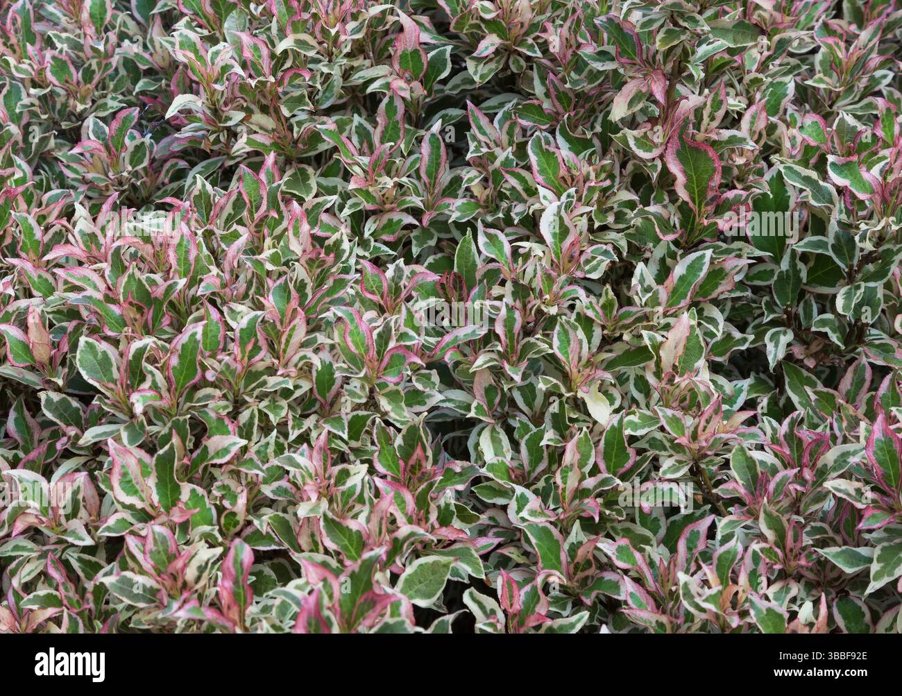 Nahaufnahme von Weigela florida „My Monet“ – im Sommer verlässt Weigela altmodisch. Stockfoto