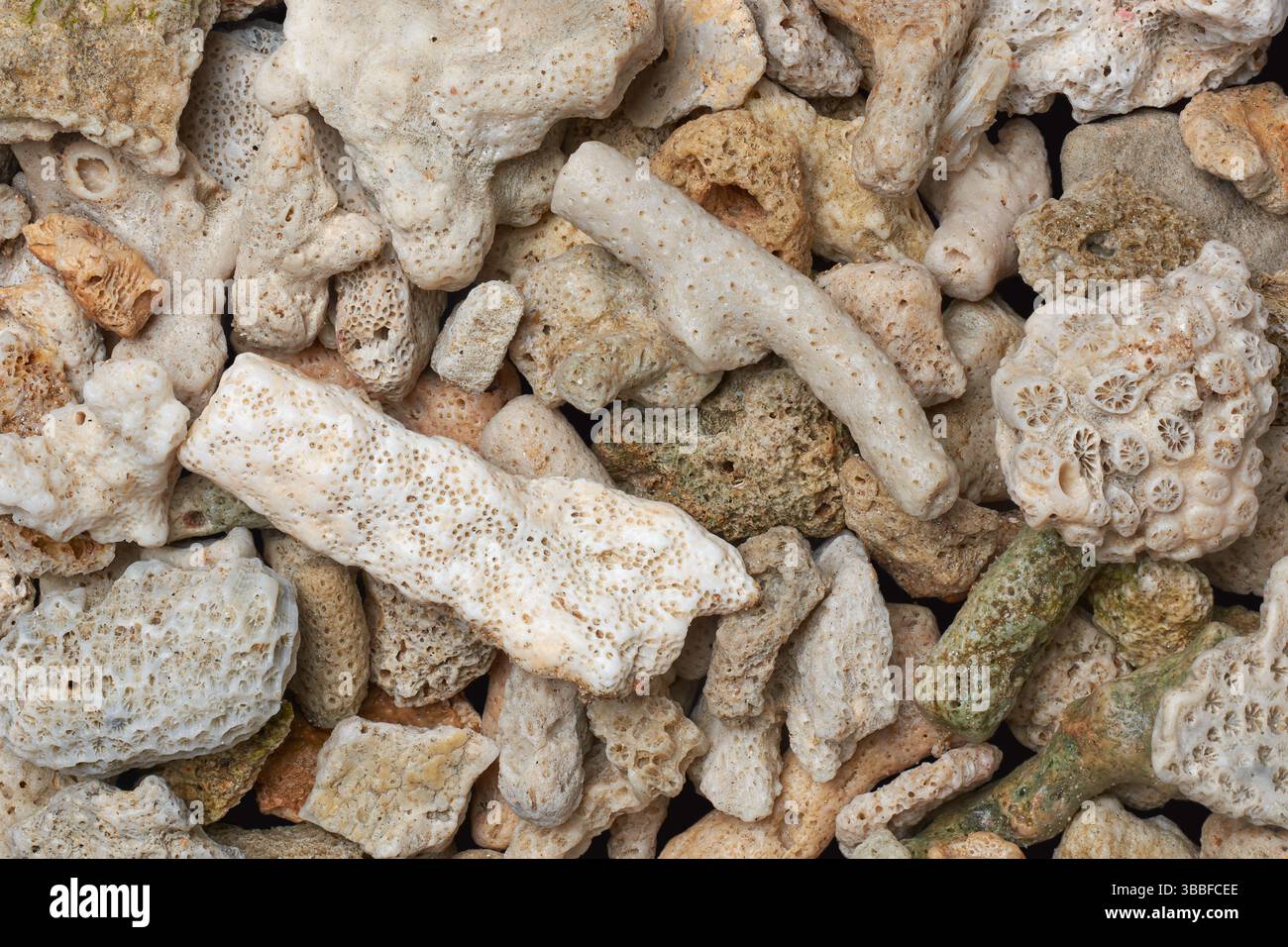 Ein Haufen weißer Korallenfragmente, die am Strand angespült wurden, übrig gebliebene Calciumcarbonatskelette der toten Korallenpolypen, direkt von oben genommen Stockfoto