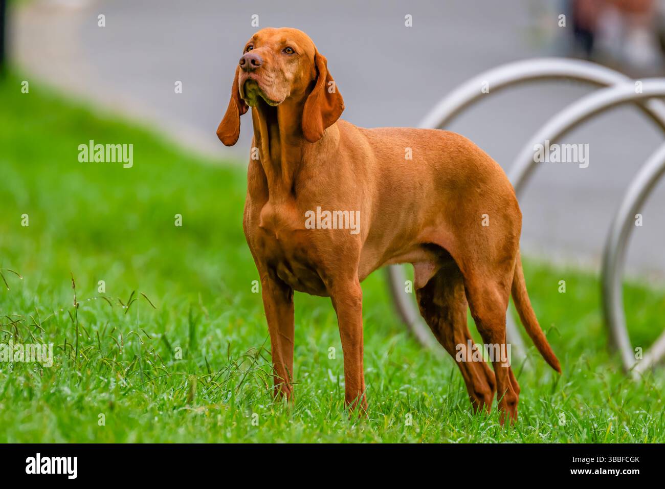 Ein ungarischer Vizsla, auch ungarischer Pointer genannt, ist ein rotbrauner, kurzhaariger Hund. Foto gemacht, während eines Tages im Football in Sydney, NSW, Stockfoto