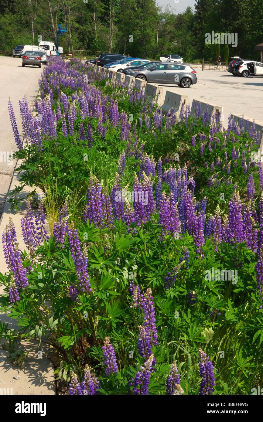 Violette Lupinen oder Lupinen (Lupinus) - mehrjährige krautige Wildblumen wachsen in einem Graben neben einem Parkplatz in Maple Ridge, B.C., Kanada. Stockfoto