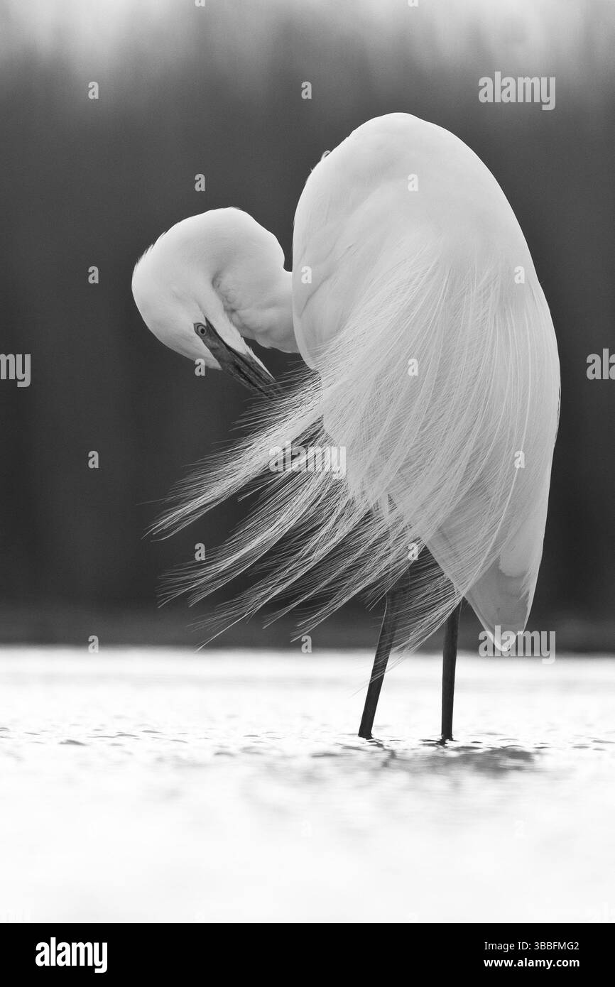 Großreiher (Ardea alba) preening, Pusztaszer, Ungarn, Europa Stockfoto