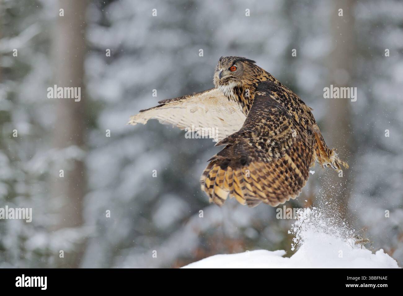 Eulen beginnen aus Schnee. Fliegende eurasische Uhu mit offenen Flügeln im verschneiten Wald im kalten Winter. Wildtiere aus Europa, Deutschland. Action-Szene mit Vögeln Stockfoto