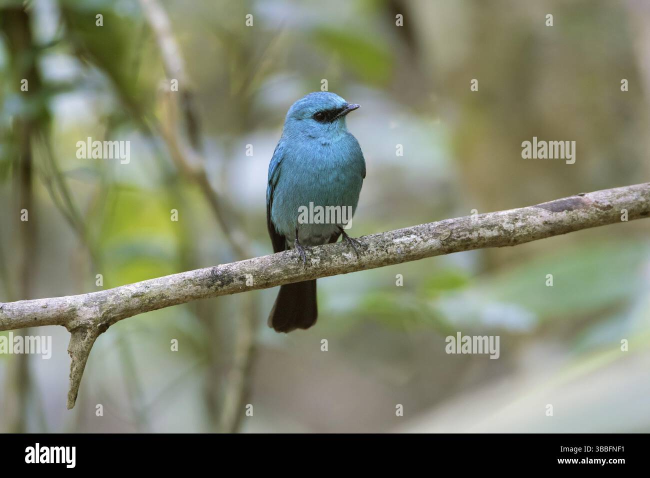 Verditer Flycatcher (Eumyias thalassinus) auf einem Zweig, Di Linh, Vietnam, Asien Stockfoto